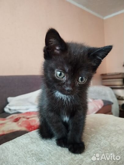 Малышка ищет дом