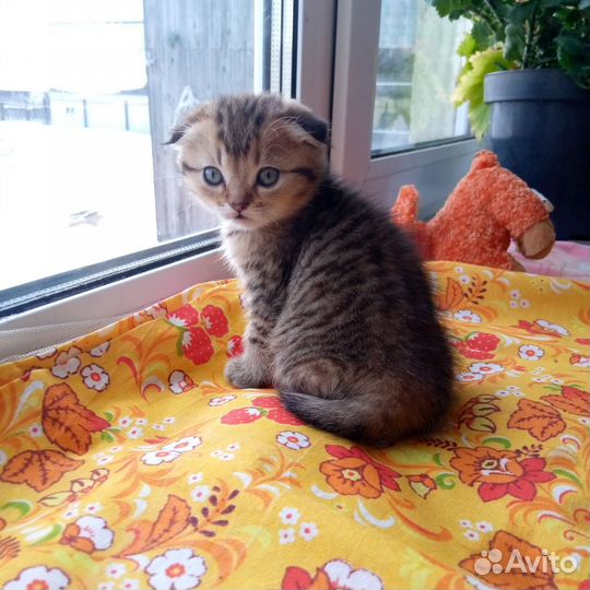 Шотландские котята