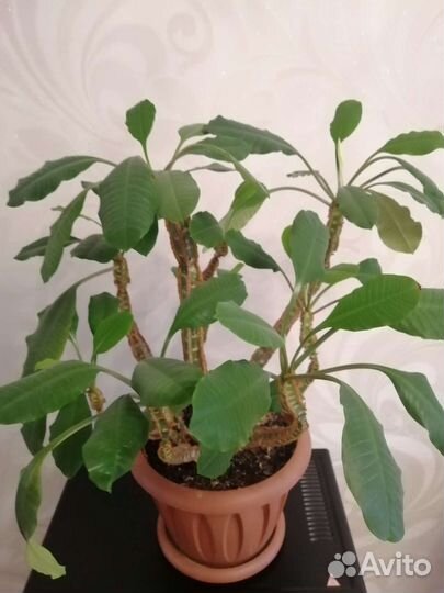 Кактус молочай с горшком