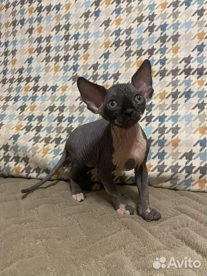 Котики сфинксы