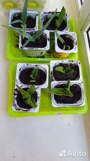 Рассада алоэ