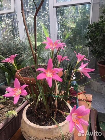 Комнатные цветы