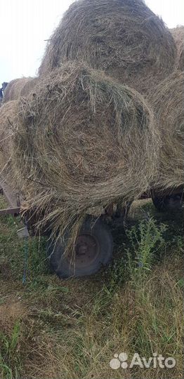Сено в тюках