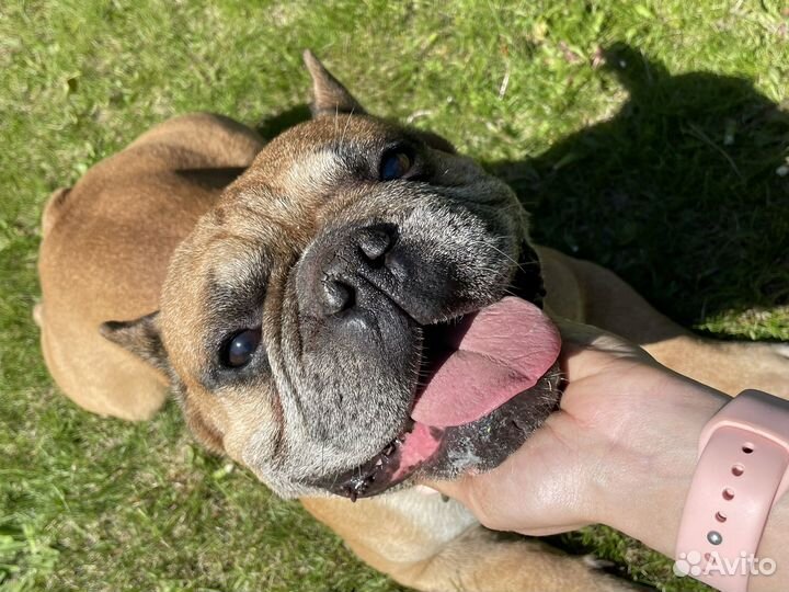 Французский бульдог в добрые руки