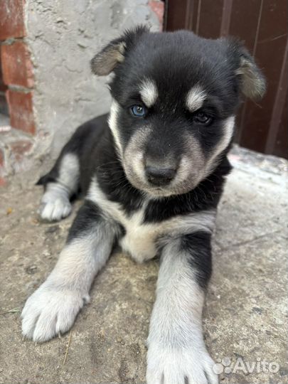 Помесь хаски