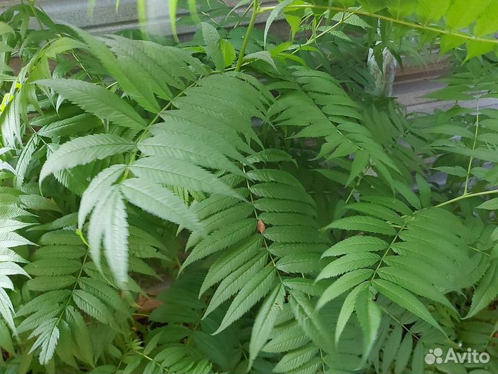 Папоротник садовый