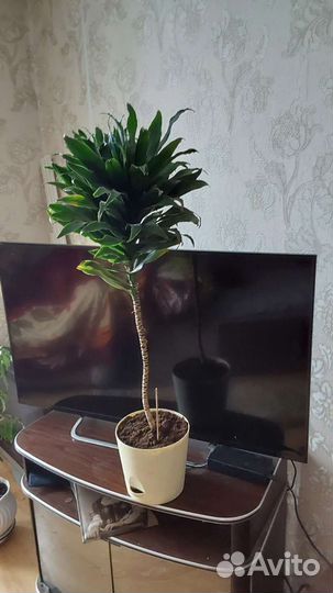 Фикус бенджамина