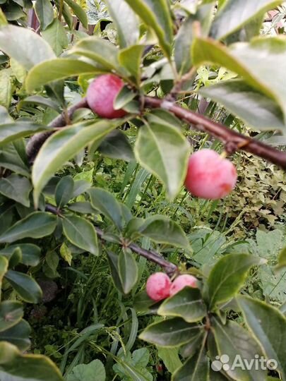 Слива абрикосовая жёлтая,синяя чернослив, красная