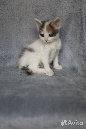 Кошечки ищут заботливых владельцев