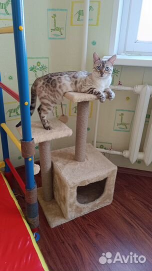 Бенгальская кошка