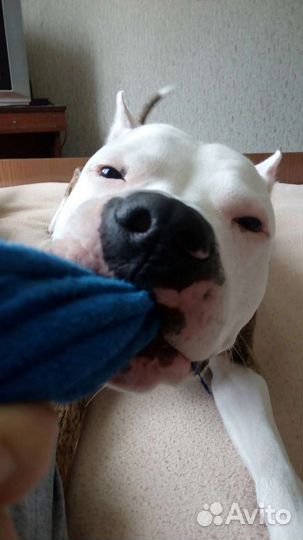 Передержка грызунов, выгул собак