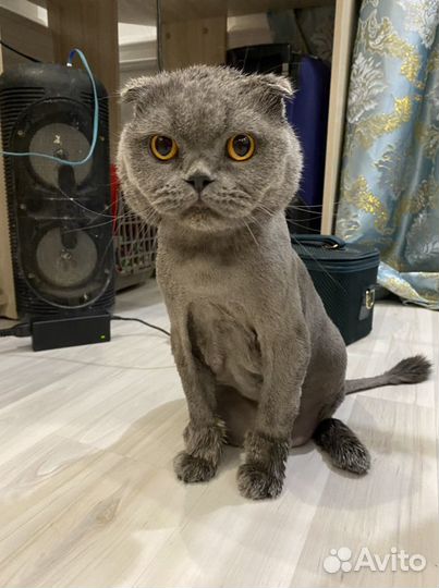 Стрижка кошек на дому Экспресс Линька