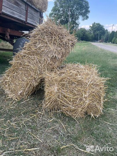 Солома пшеничная в тюках