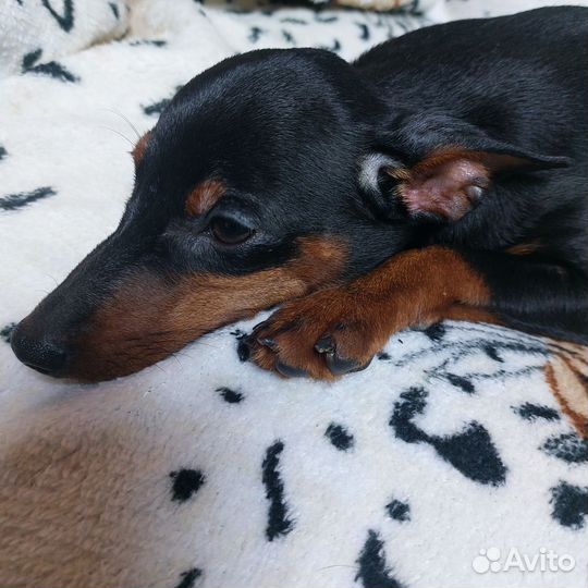 Щенки цвергпинчера