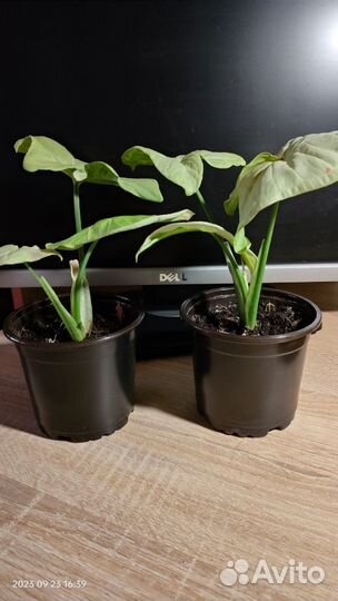 Сингониум Милк Конфетти