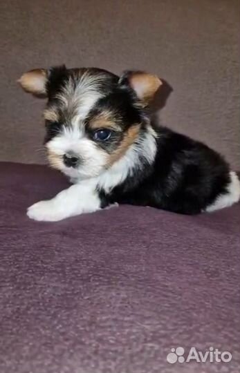 Красивые щенки Биверы