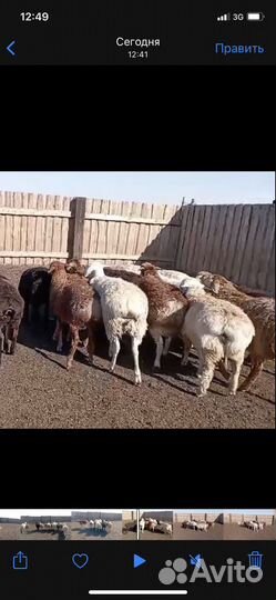 Овцы, бараны, ягнята