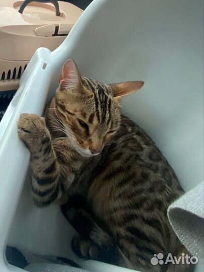 Бенгальская кошка