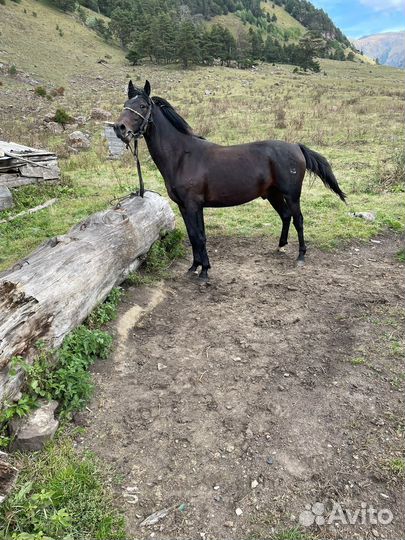 Карачаевский жеребец