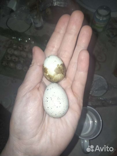 Яйца перепелиные