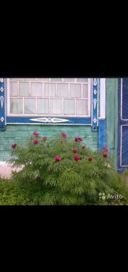 Дом 42 м² на участке 5,5 сот.