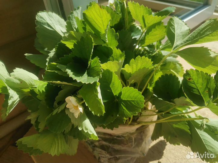 Усы клубники