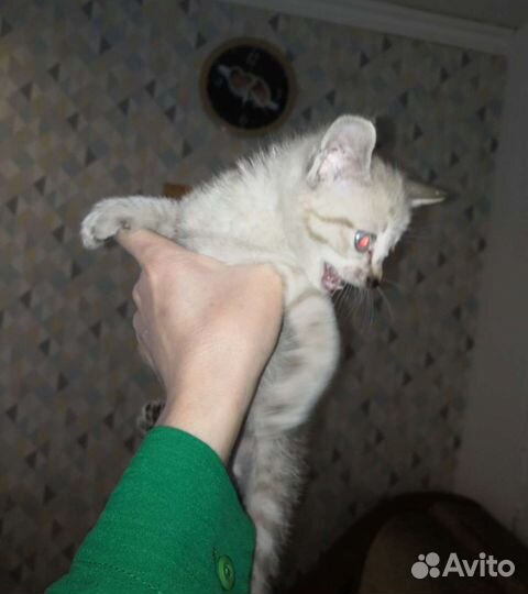 Кошка в дар бесплатно