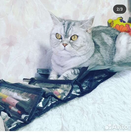Шотландская прямоухая кошка