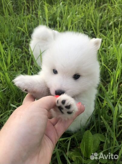 Японский шпиц