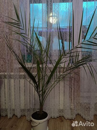 Финиковая пальма