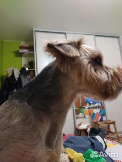 Йоркширский терьер вязка мальчик