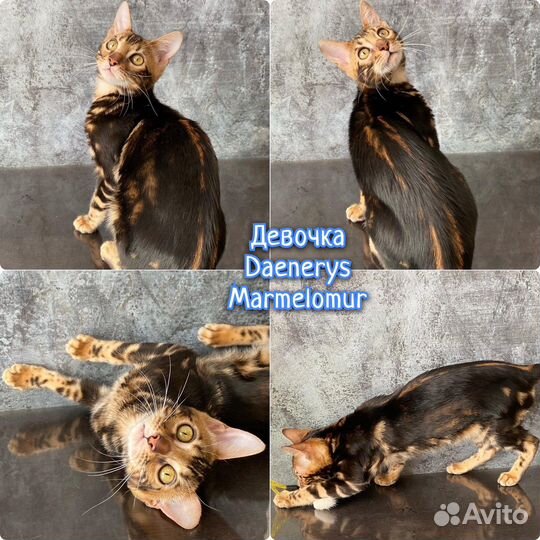 Бенгальские золотые котята с родословной