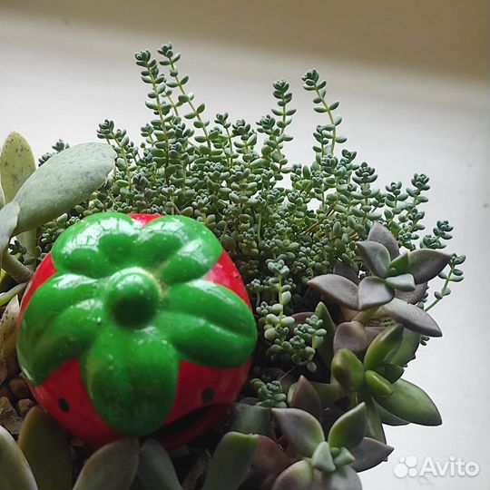 Седум дасифиллюм