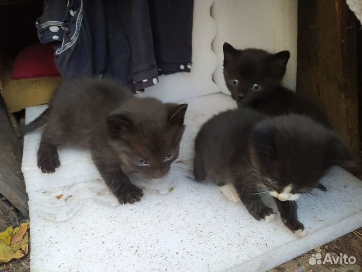 Котята в добрые руки
