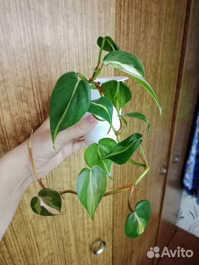 Комнатные лианы