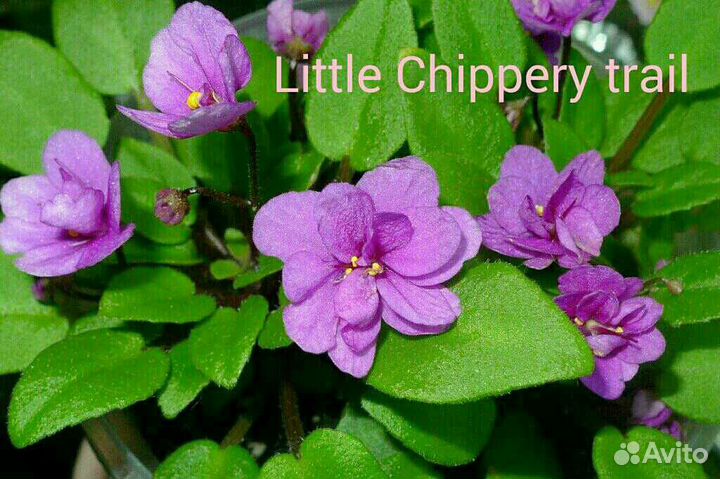 Мини фиалки сортовые