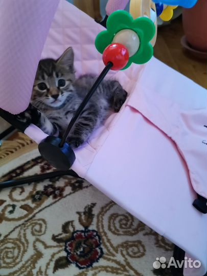 Курильский бобтейл