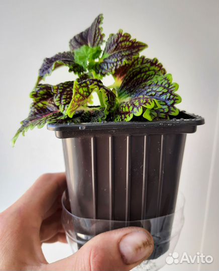 Бегония тигровая, колеос, лесные кактусы