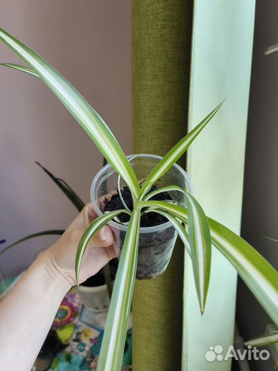 Хлорофитум