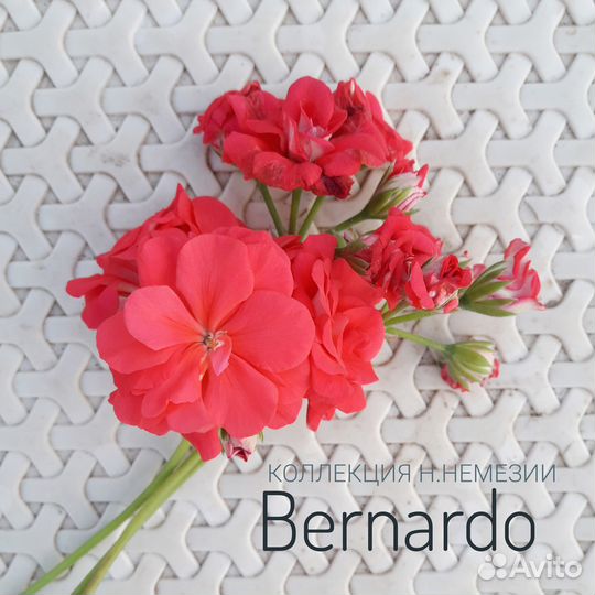 Плющелистные пеларгонии