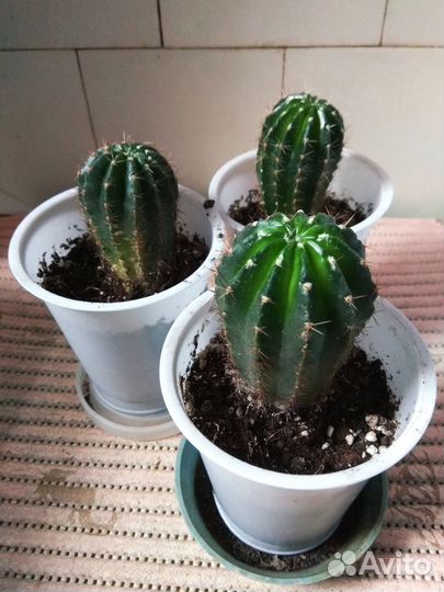 Кактус Эхинопсис