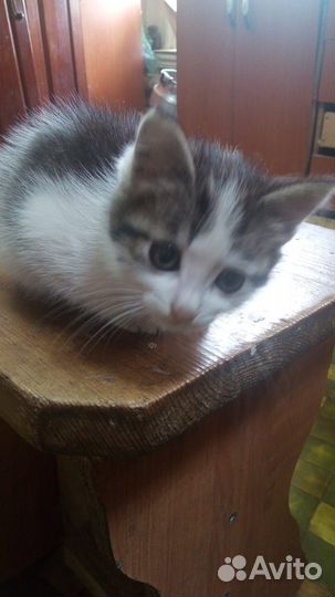 Кошка в дар