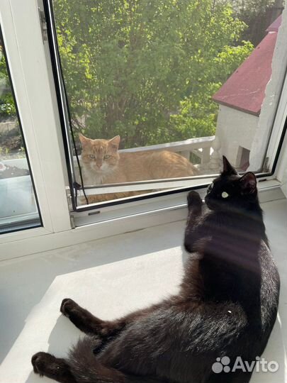 Кошка и котята