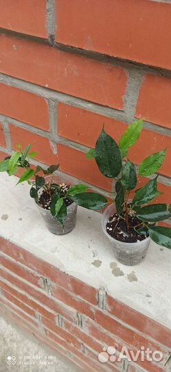 Фикус бенджамина