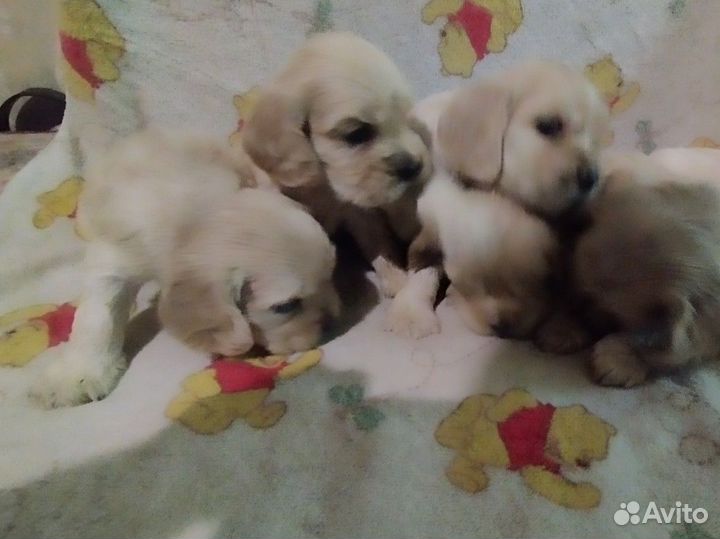 Собаки кокер спаниель