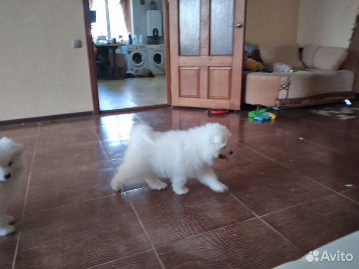 Щенки самоеда-талисман на счастье