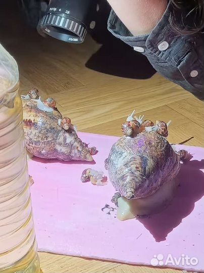 Улитки ахатины бесплатно