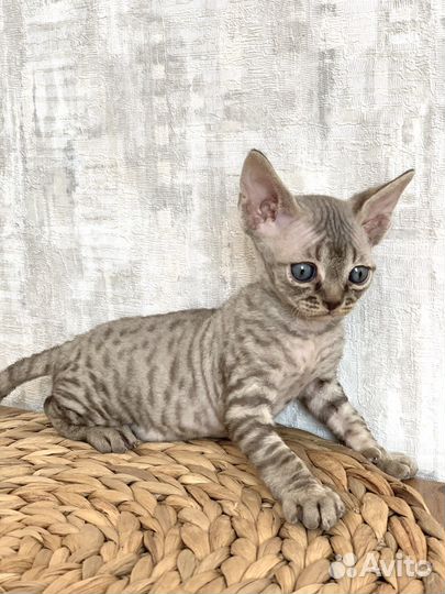 Котята девон-рекс