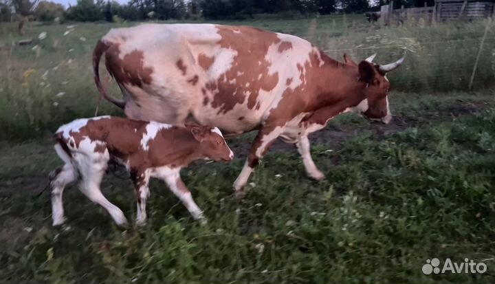 Бычок чистопородный айршир