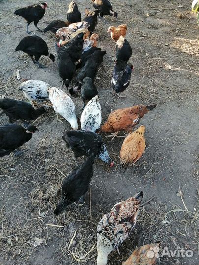 Куры молодки